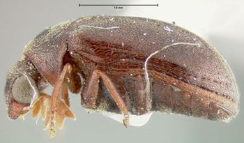 Media type: image;   Entomology 31272 Aspect: habitus lateral view